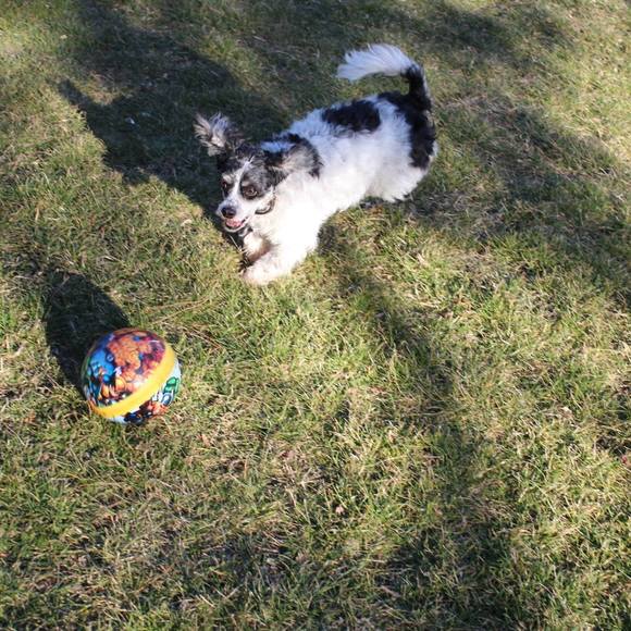 Meet your Posher, Tika - Picture 1 of 1